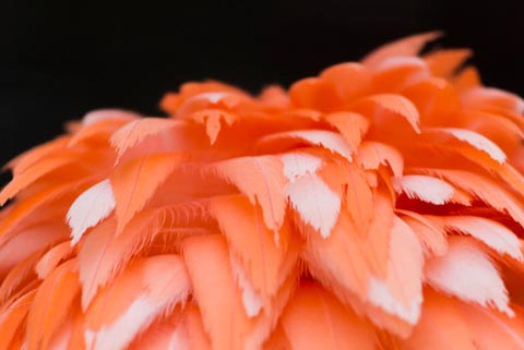 flamingo_red
